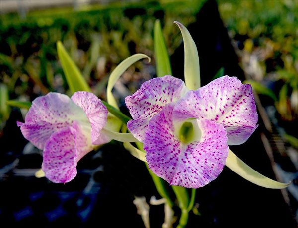 Cattleya Moscombe × Brassavola Nodosa