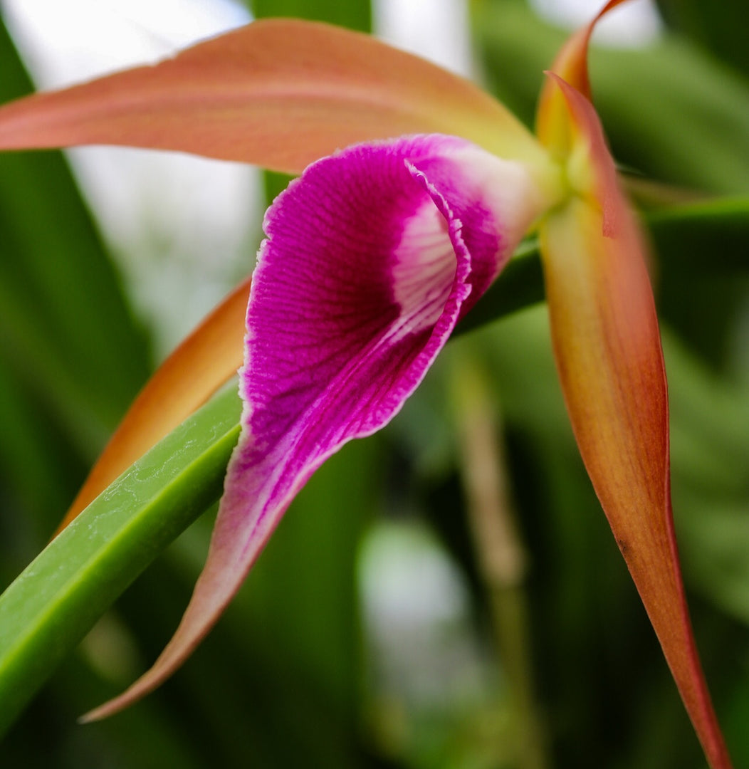 Brassocattleya Sunset Surprise (C. tenebrosa x B. cucullata)