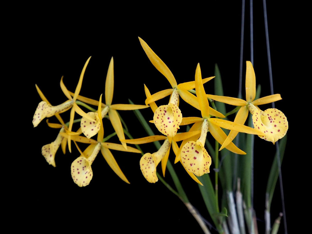 Brassocattleya Yellow Bird (Brassavola nodosa × Brassocattleya Richard Mueller)