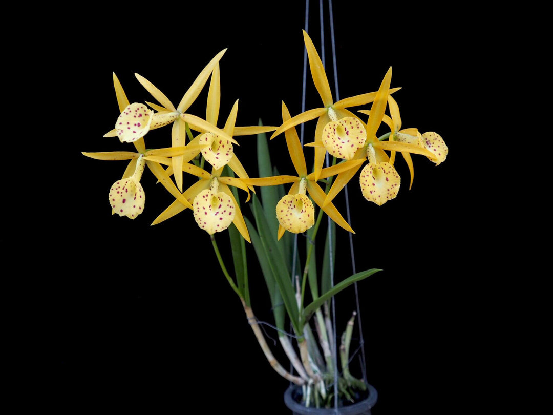 Brassocattleya Yellow Bird (Brassavola nodosa × Brassocattleya Richard Mueller)