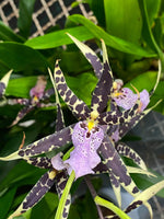 Carica l&#39;immagine nel visualizzatore Galleria, Bratonia Verona
