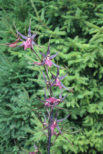 Load image into Gallery viewer, Wilhelmara Pinot Princess &#39;Dark Side of the Moon&#39;
