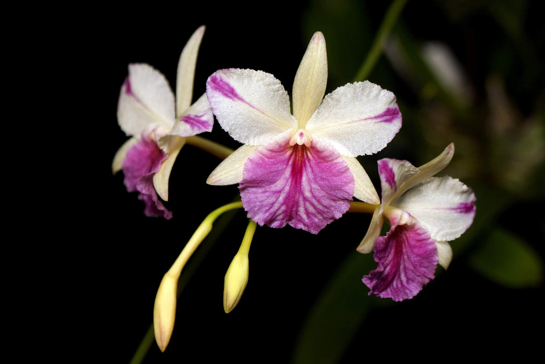 Broughtonia sanguinea (Star Splash x aurea)