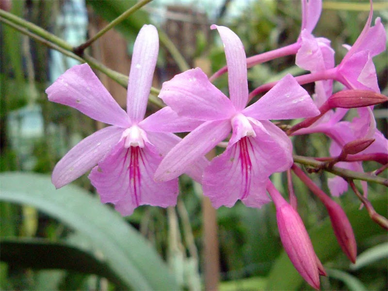 Broughtonia sanguinea (Star Splash x aurea)