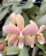 Carica l&#39;immagine nel visualizzatore Galleria, Phalaenopsis Bronze Maiden &#39;Rio&#39; (schilleriana x mannii &#39;Black&#39; )
