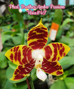 Carica l&#39;immagine nel visualizzatore Galleria, Phalaenopsis Brother Ambo Passion &#39;Hsia#49&#39;

