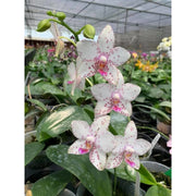 Phalaenopsis Brother Prince 'Hai Tony'