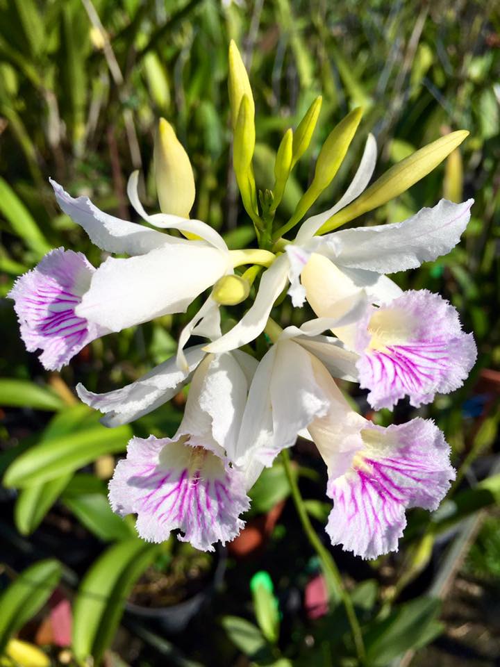 Broughtonia negrilensis (semialba x tipo)