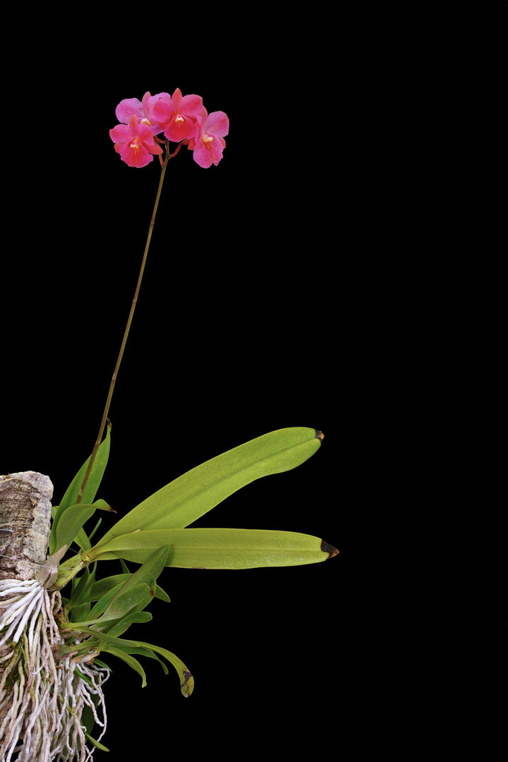 Broughtonia sanguinea