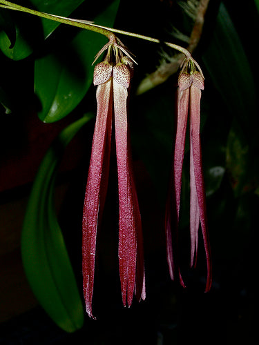 Bulbophyllum plumatum