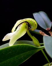 Bulbophyllum arfakianum var. sunrise
