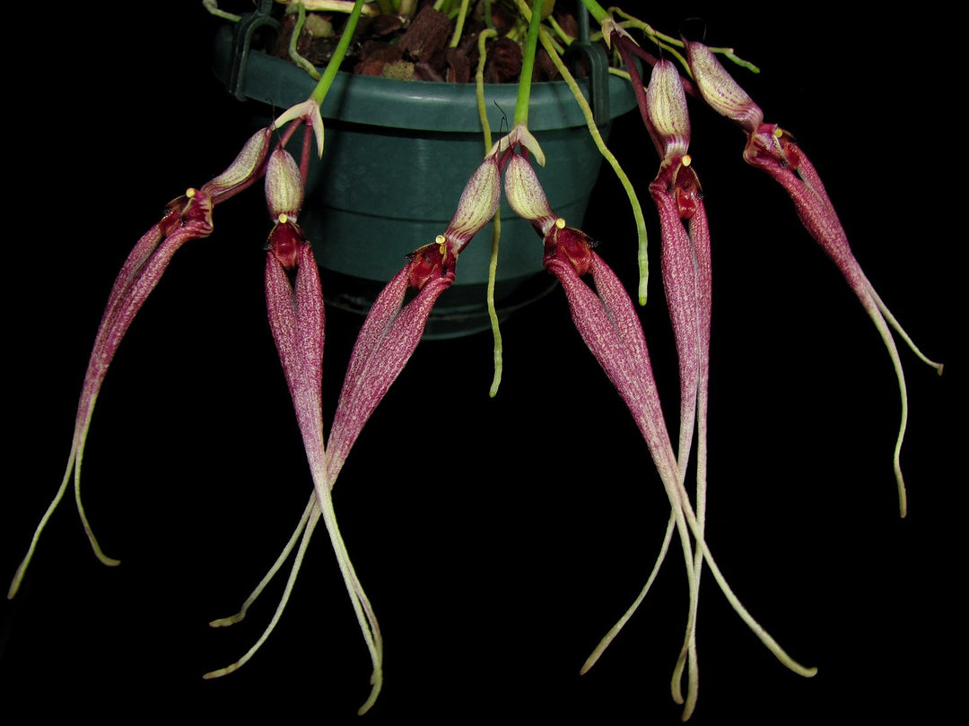 Bulbophyllum biflorum