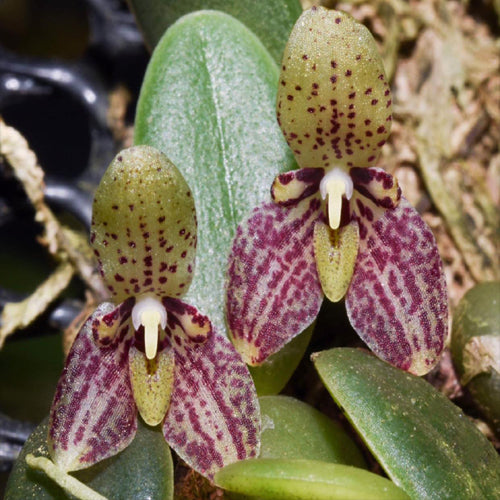 Bulbophyllum cambodianum