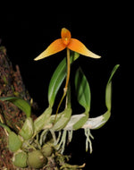 Load image into Gallery viewer, Bulbophyllum cernuum
