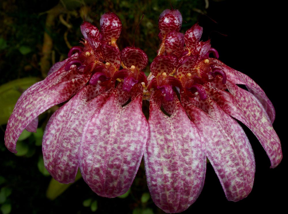 Bulbophyllum eberhardtii