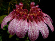 Bulbophyllum eberhardtii