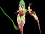 Load image into Gallery viewer, Bulbophyllum fascinator
