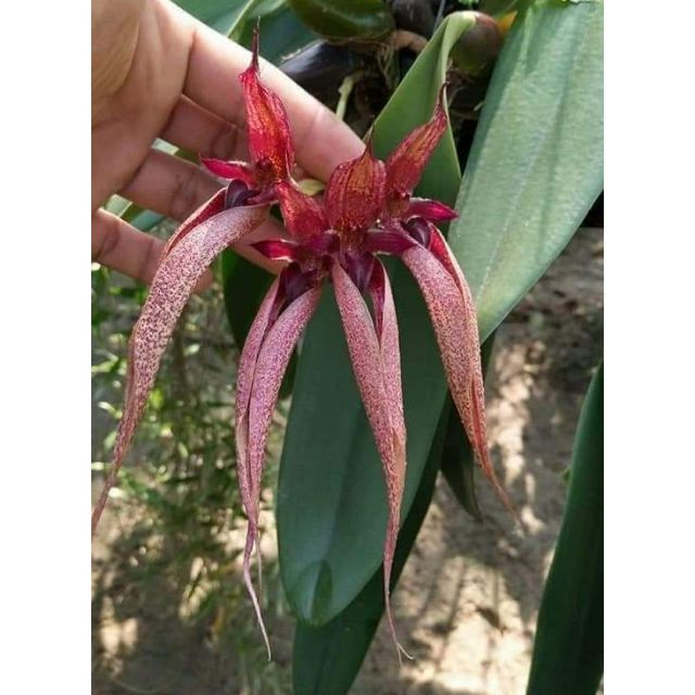 Bulbophyllum fascinator x fletcherianum