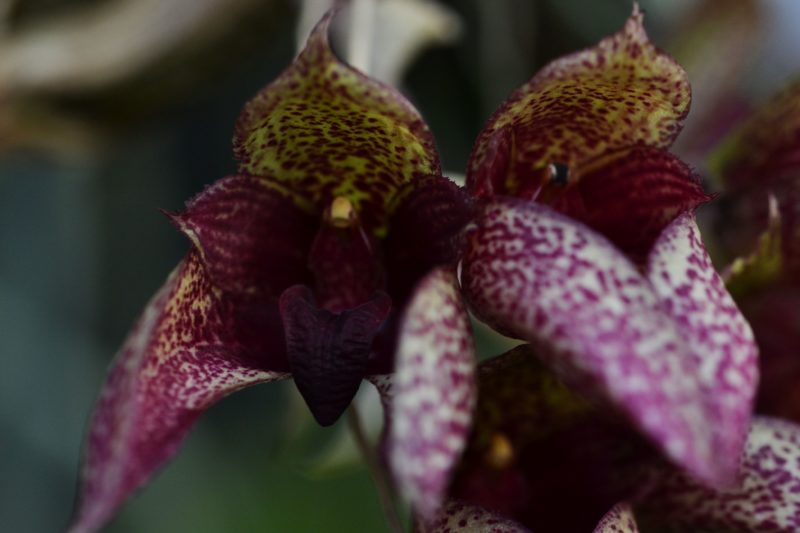 Bulbophyllum frostii x fletcherianum