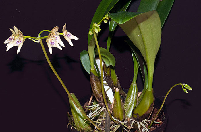 Bulbophyllum guttulatum