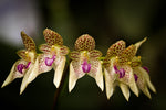 Carica l'immagine nel visualizzatore Galleria, Bulbophyllum guttulatum