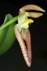 Load image into Gallery viewer, Bulbophyllum lasiochilum
