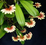 Load image into Gallery viewer, Bulbophyllum lepidum