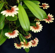 Bulbophyllum lepidum