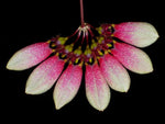 Load image into Gallery viewer, Bulbophyllum lepidum