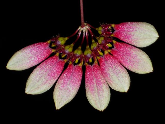 Bulbophyllum lepidum