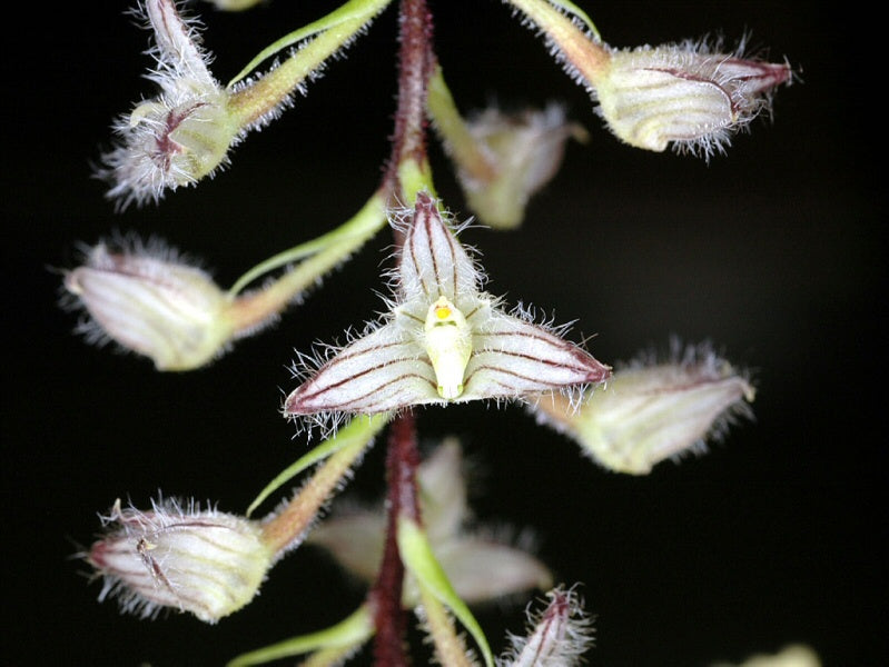 Bulbophyllum lindleyanum