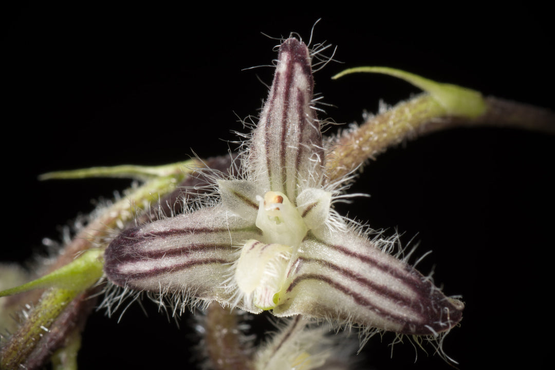 Bulbophyllum lindleyanum