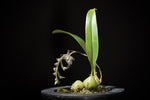Carica l'immagine nel visualizzatore Galleria, Bulbophyllum lindleyanum