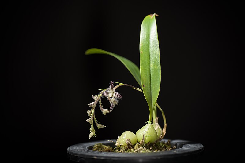 Bulbophyllum lindleyanum