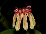 Carica l'immagine nel visualizzatore Galleria, Bulbophyllum longiflorum