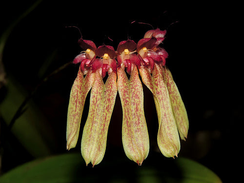 Bulbophyllum longiflorum