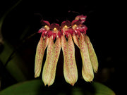 Bulbophyllum longiflorum