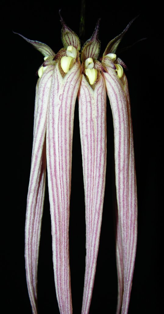 Bulbophyllum longissimum