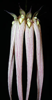 Bulbophyllum longissimum