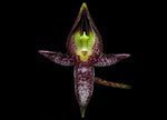 Carica l'immagine nel visualizzatore Galleria, Bulbophyllum macranthum