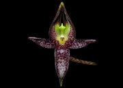 Bulbophyllum macranthum