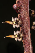 Carica l&#39;immagine nel visualizzatore Galleria, Bulbophyllum maximum
