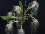 Carica l&#39;immagine nel visualizzatore Galleria, Bulbophyllum medusae

