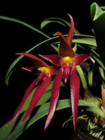Carica l'immagine nel visualizzatore Galleria, Bulbophyllum nymphopolitanum