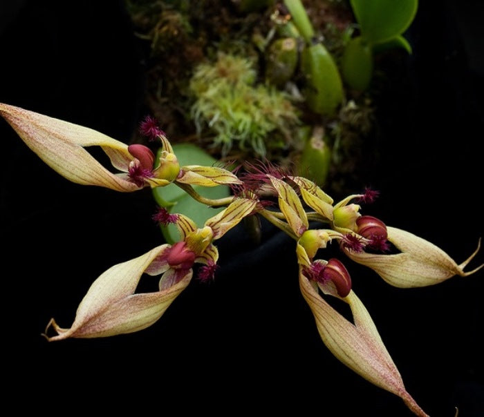 Bulbophyllum ornatissimun