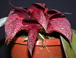 Carica l&#39;immagine nel visualizzatore Galleria, Bulbophyllum phalaenopsis x Bulbophyllum cruentum
