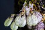 Carica l&#39;immagine nel visualizzatore Galleria, Bulbophyllum polliculosum
