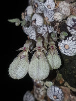 Carica l&#39;immagine nel visualizzatore Galleria, Bulbophyllum polliculosum
