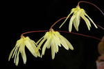 Load image into Gallery viewer, Bulbophyllum purpurascens