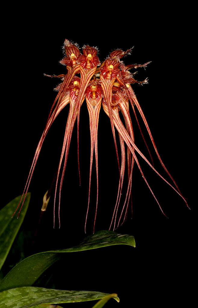 Bulbophyllum sanguineopunctatum